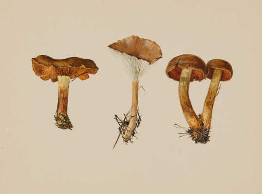 Шипиленко Александр Кузьмич. Лот из трех листов с рисунками грибов: говорушка бахромчатая; паутинник блестящий; лаковица розовая; свинушка; подзайчик